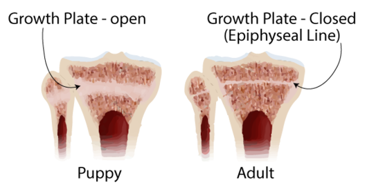 Growth Plate in Puppies and Adult Dogs