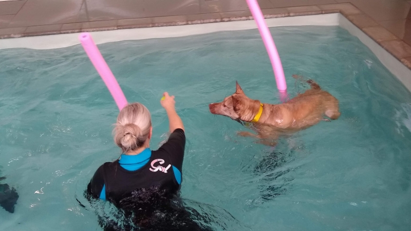 Fitness Swims