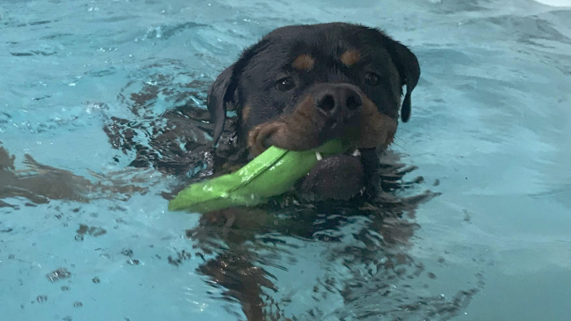 Well-being Swims